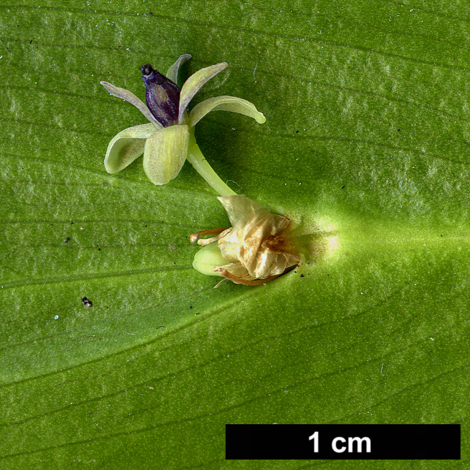 High resolution image: Family: Asparagaceae - Genus: Ruscus - Taxon: colchicus - SpeciesSub: 'Trabzon'